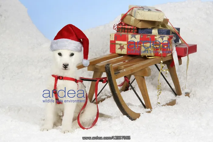 : Husky Dog, puppy (7 weeks old) wearing Christmas : Husky Dog, puppy (7 weeks old) wearing Christmas