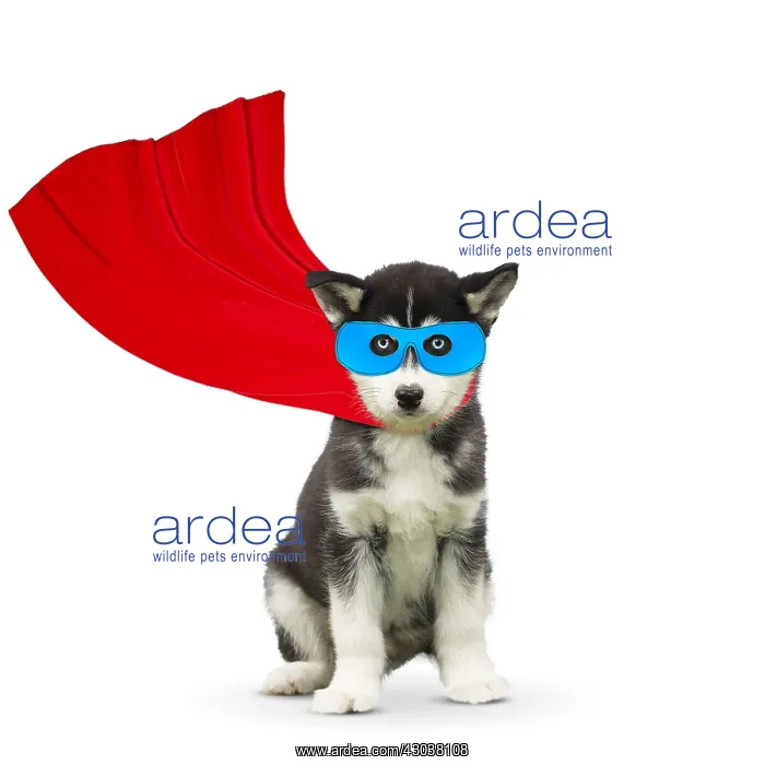 : Husky Dog, puppy wearing cape and mask, superhero : Husky Dog, puppy wearing cape and mask, superhero