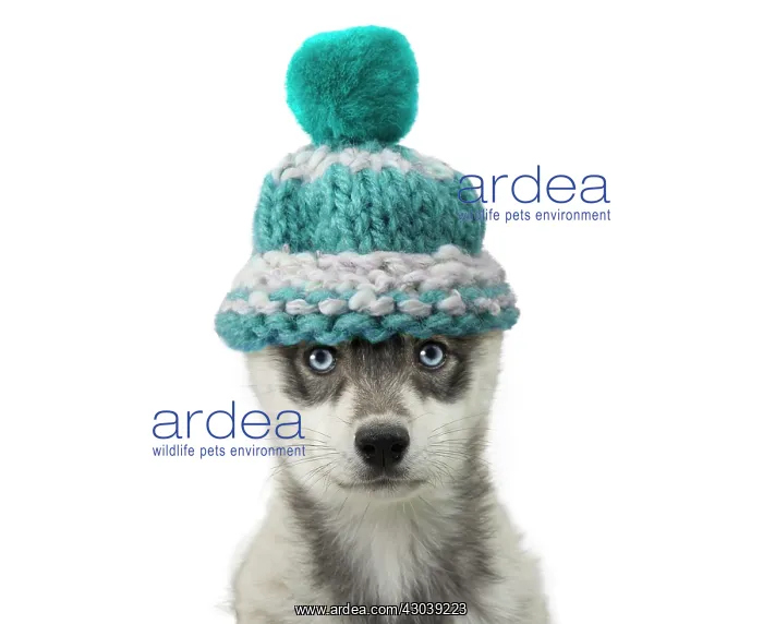  : Husky Dog, puppy wearing woolly hat