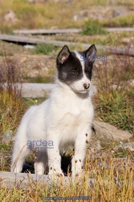  : Husky dog, Qaanaaq, Greenland