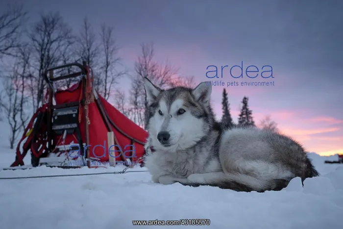 : Husky next to dog sled resting in the snow at dawn : Husky next to dog sled resting in the snow at dawn