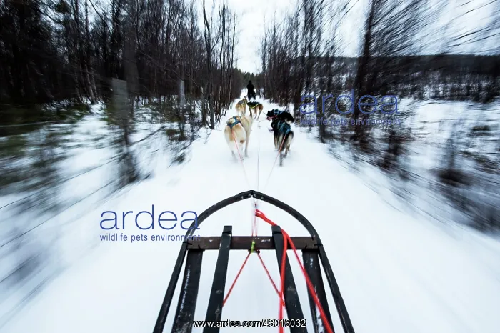  : Husky Dog sledding on snow