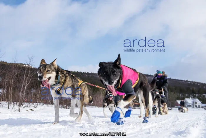  : Husky Dog sledding on snow