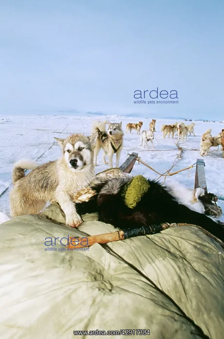 : Husky Dog - with sledge : Husky Dog - with sledge