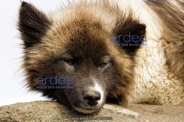 : Husky dog, Tasiilaq (Ammassalik), Greenland : Husky dog, Tasiilaq (Ammassalik), Greenland