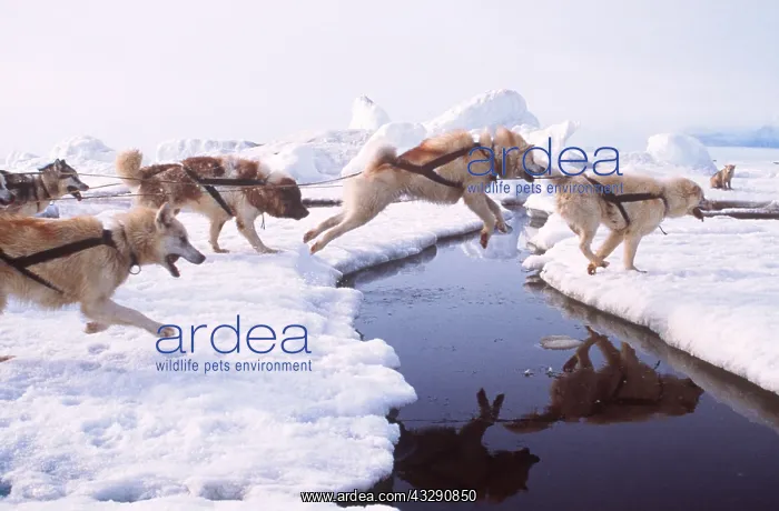 : Husky Dogs - pull Inuit Dog sledge across river : Husky Dogs - pull Inuit Dog sledge across river