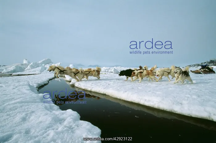 : Husky Dogs - Pull sledge across river : Husky Dogs - Pull sledge across river