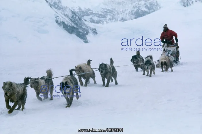  : Husky Dogs - pulling sledge, with driver