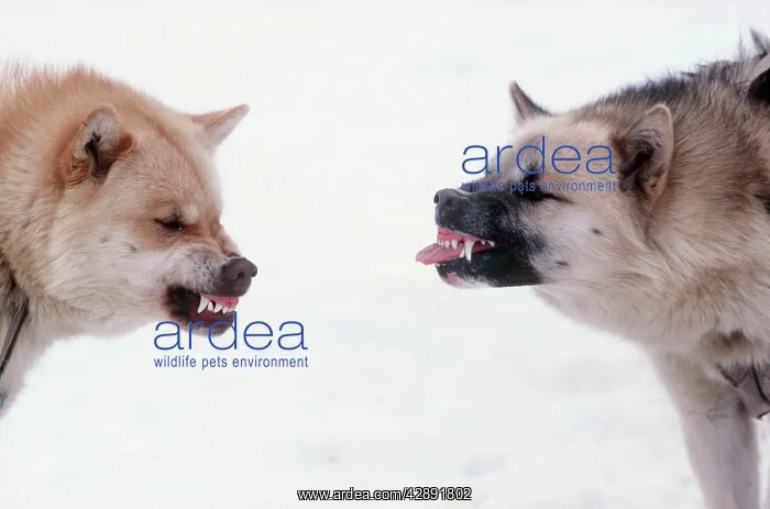 : Husky Dogs / Sledge race dogs - snarling & showing : Husky Dogs / Sledge race dogs - snarling & showing