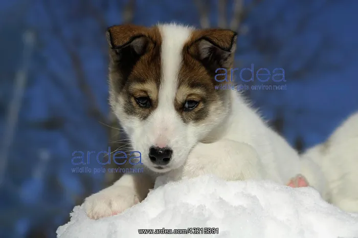 : Husky pup playing in the snow : Husky pup playing in the snow