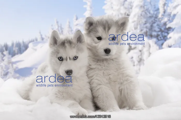  : Husky puppies in the snow in winter