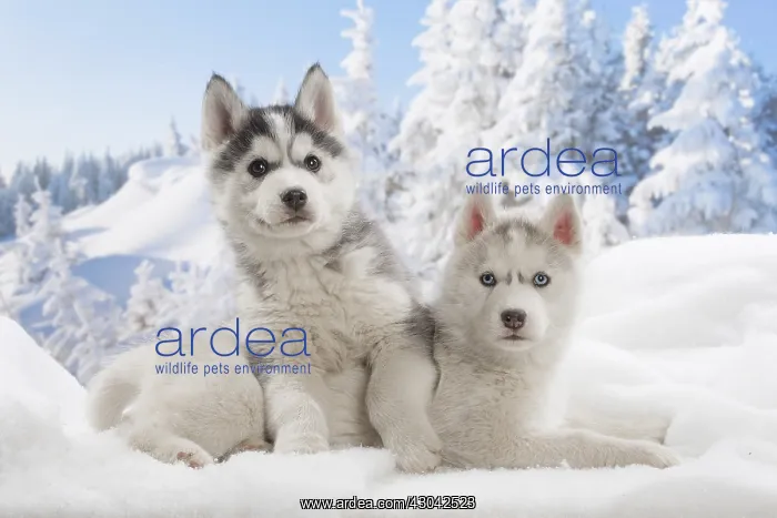  : Husky puppies in the snow in winter