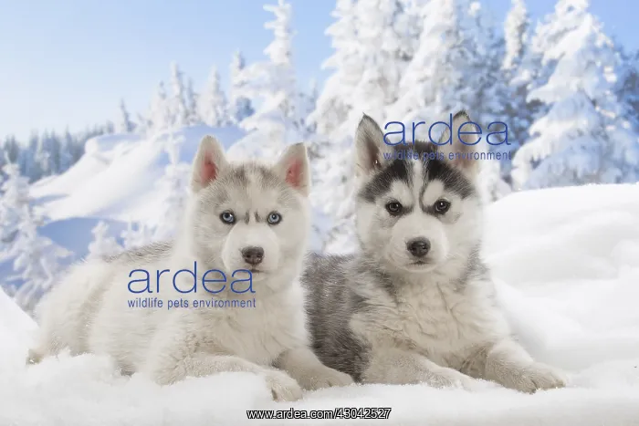  : Husky puppies in the snow in winter