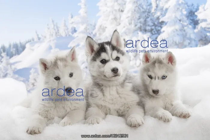  : Husky puppies in the snow in winter