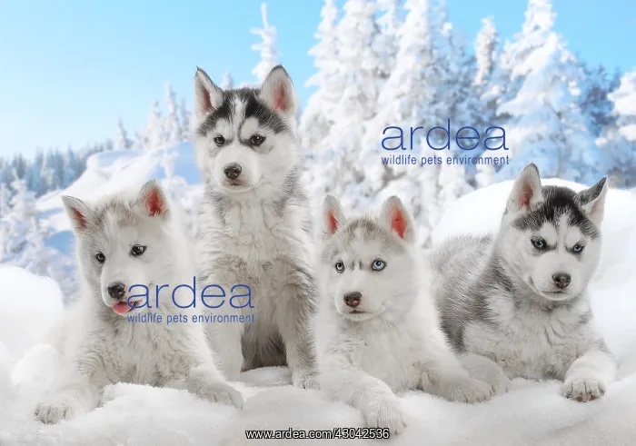  : Husky puppies in the snow in winter