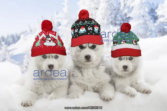 : Husky puppies in the snow in winter wearing Christmas : Husky puppies in the snow in winter wearing Christmas