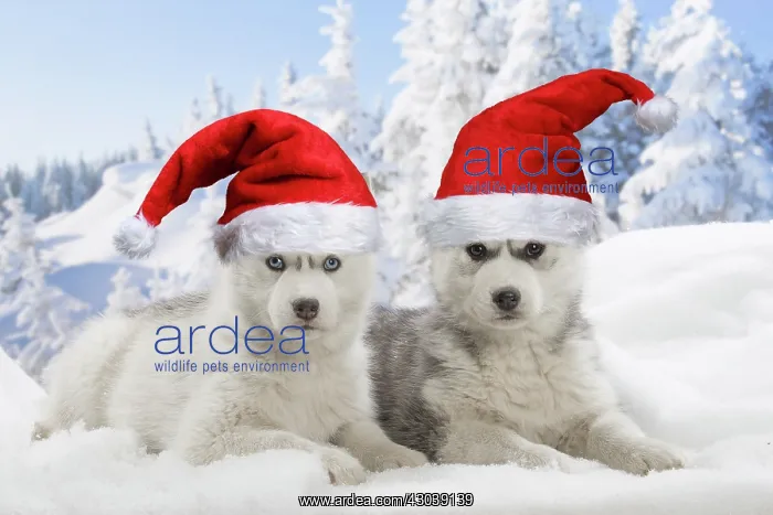 : Husky puppies in the snow in winter wearing Christmas hats : Husky puppies in the snow in winter wearing Christmas hats