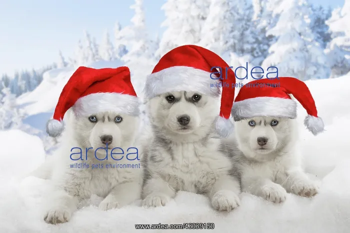: Husky puppies in the snow in winter wearing Christmas hats : Husky puppies in the snow in winter wearing Christmas hats
