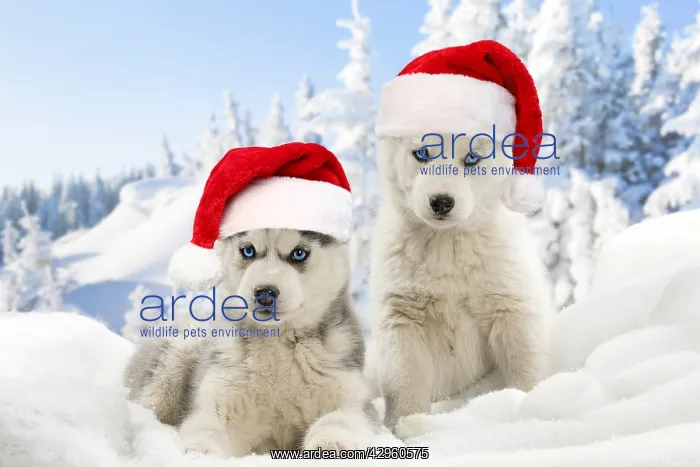 : Husky puppies in the snow in winter wearing red Christmas Sa : Husky puppies in the snow in winter wearing red Christmas Sa