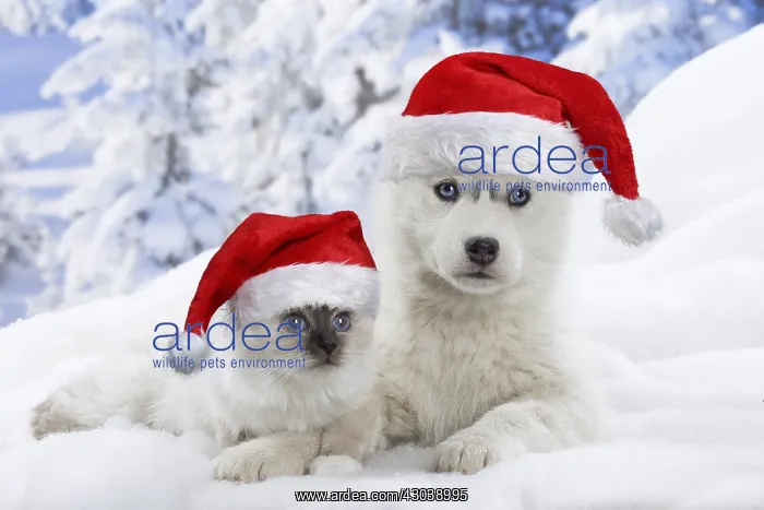 : Husky puppy and Birman kitten in the snow in : Husky puppy and Birman kitten in the snow in