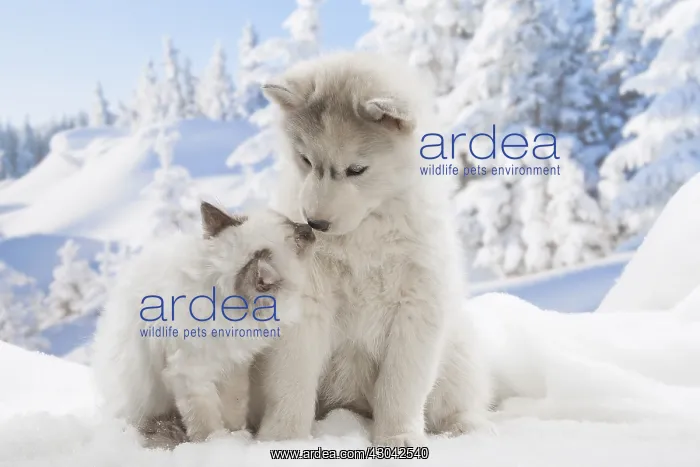 : Husky puppy and Birman kitten in the snow in winter : Husky puppy and Birman kitten in the snow in winter