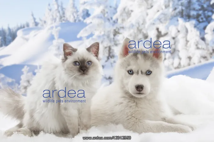 : Husky puppy and Birman kitten in the snow in winter : Husky puppy and Birman kitten in the snow in winter