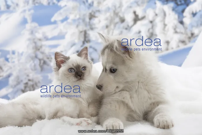  : Husky puppy and Birman kitten in the snow in winter
