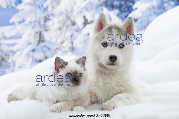 : Husky puppy and Birman kitten in the snow in winter : Husky puppy and Birman kitten in the snow in winter