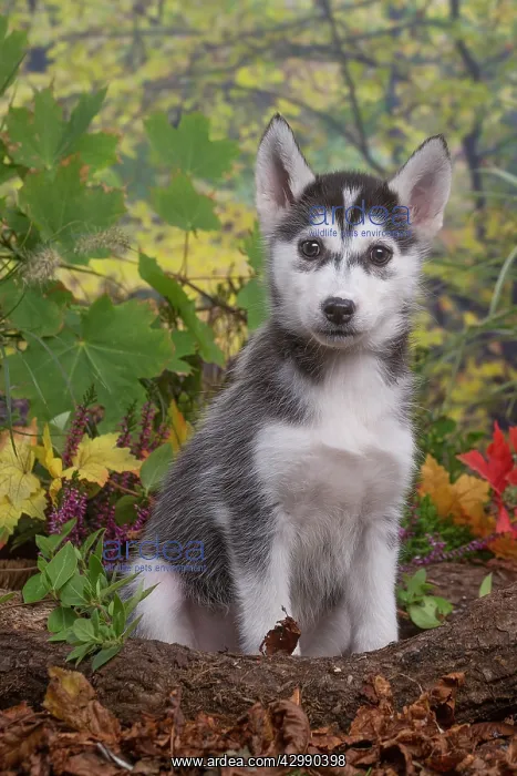: Husky puppy outdoors in Autumn : Husky puppy outdoors in Autumn