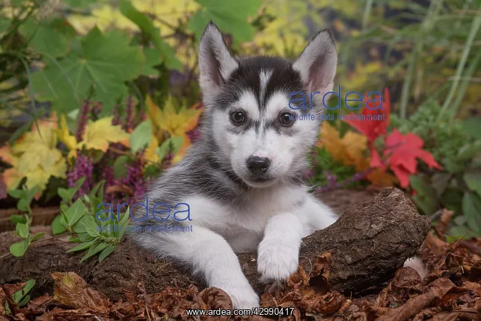 : Husky puppy outdoors in Autumn : Husky puppy outdoors in Autumn