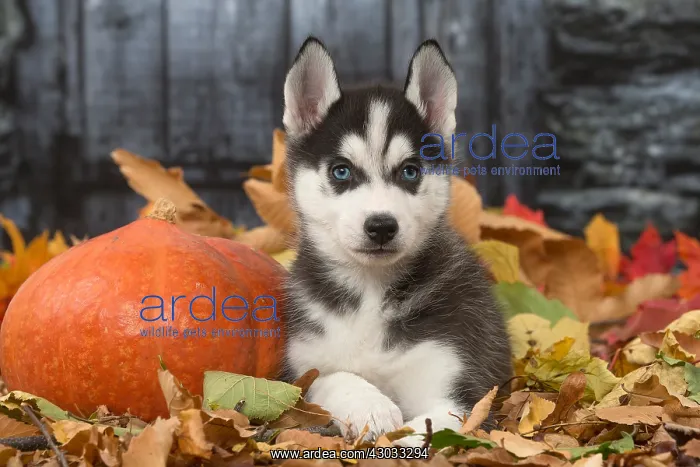 : Husky puppy outdoors in autumn : Husky puppy outdoors in autumn