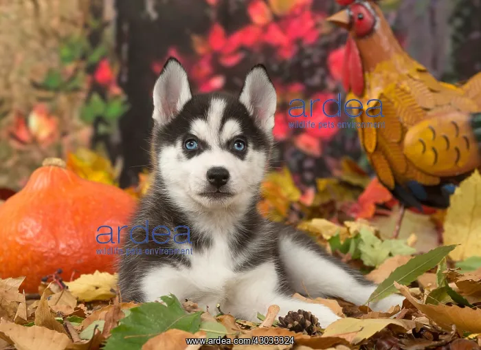 : Husky puppy outdoors in autumn : Husky puppy outdoors in autumn