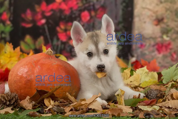 : Husky puppy outdoors in autumn : Husky puppy outdoors in autumn