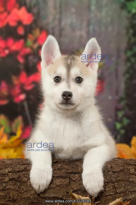  : Husky puppy outdoors in autumn
