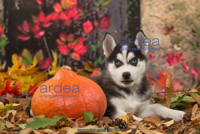 : Husky puppy outdoors in autumn : Husky puppy outdoors in autumn