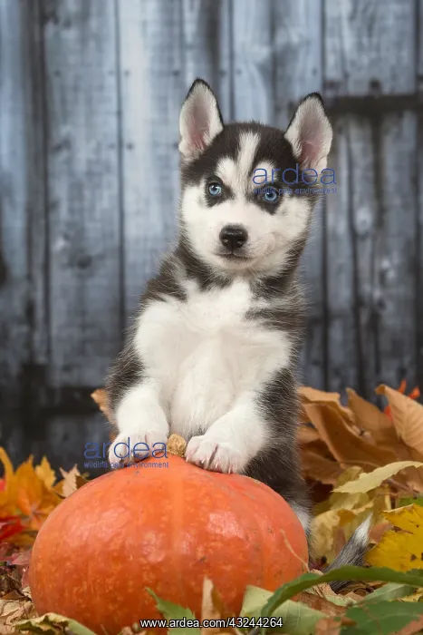 : Husky puppy outdoors in autumn : Husky puppy outdoors in autumn