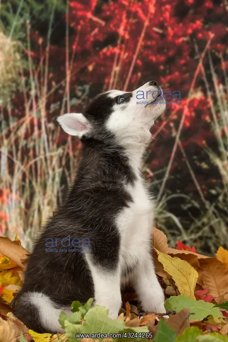  : Husky puppy outdoors in autumn
