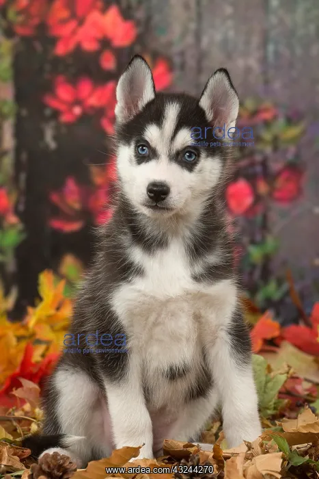  : Husky puppy outdoors in autumn