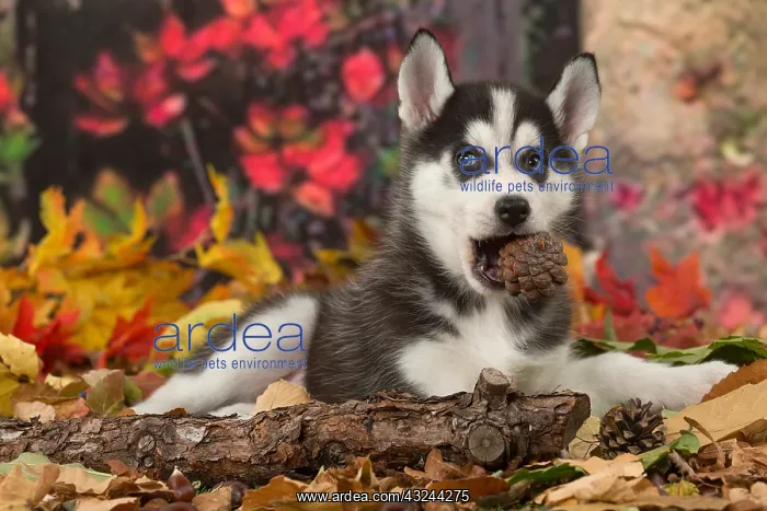  : Husky puppy outdoors in autumn