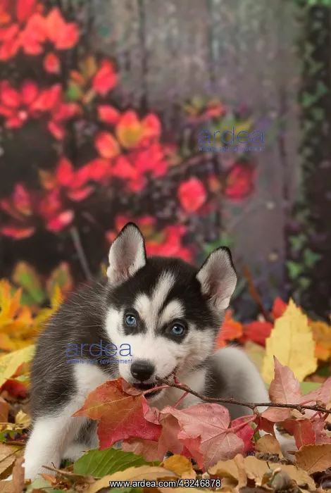  : Husky puppy outdoors in autumn