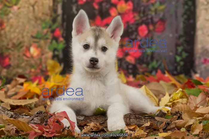  : Husky puppy outdoors in autumn