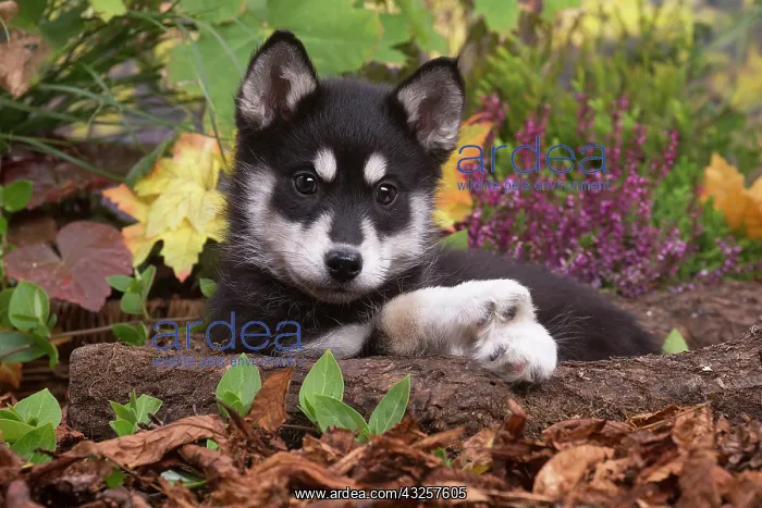 : Husky puppy outdoors in Autumn : Husky puppy outdoors in Autumn