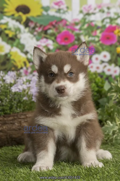  : Husky puppy outdoors in the garden