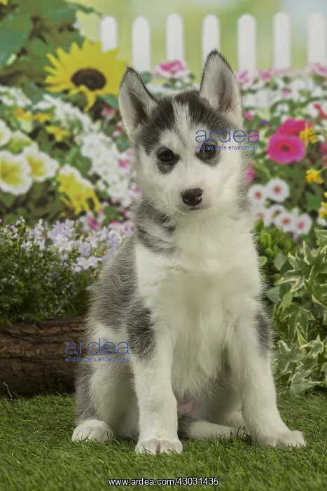  : Husky puppy outdoors in the garden