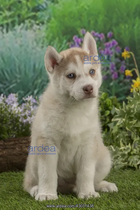  : Husky puppy outdoors in the garden