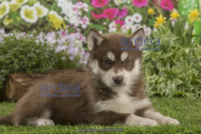  : Husky puppy outdoors in the garden
