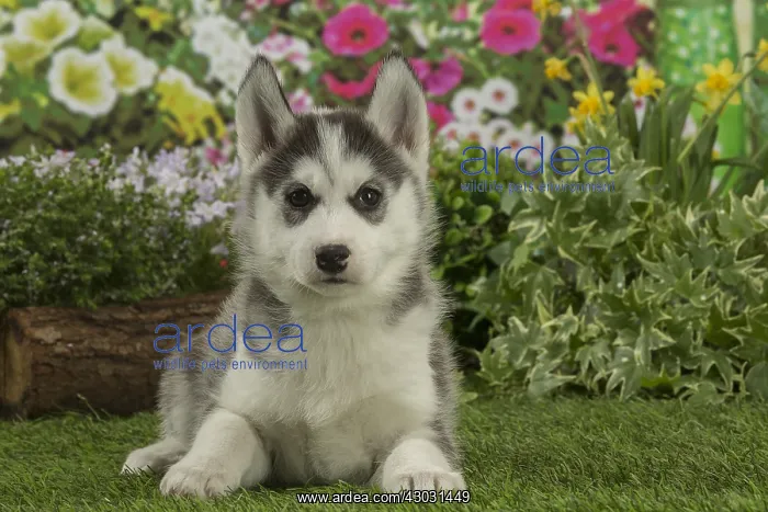  : Husky puppy outdoors in the garden