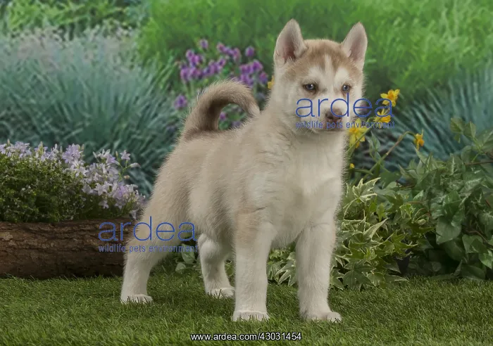  : Husky puppy outdoors in the garden