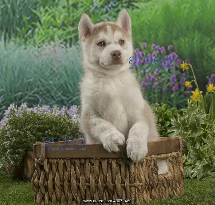  : Husky puppy outdoors in the garden