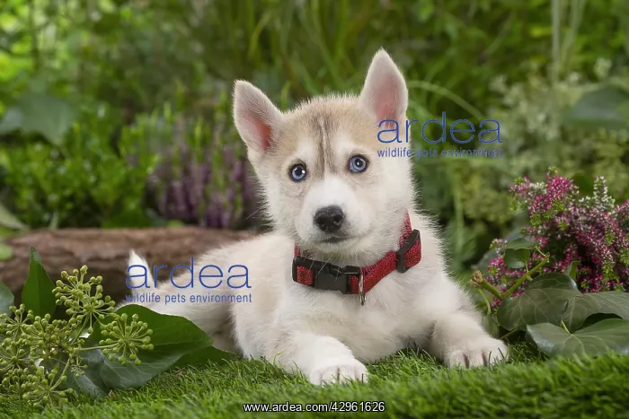 : Husky puppy outside in the garden : Husky puppy outside in the garden